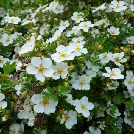 Лапчатка кустарниковая "Абботсвуд" (Potentilla fruticosa "Abbotswood")