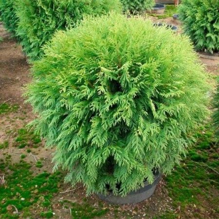 Туя нано шар 60-80см