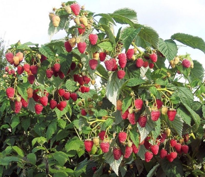 малина брянское диво Малина Брянское диво