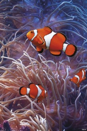 Рыбы-клоуны Art.30674