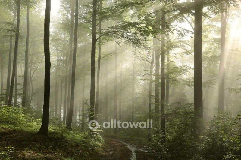 В лучах солнца