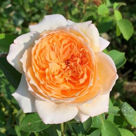 Роза Плетистая Батшеба, Абрикосово-желтая (С3-С4)