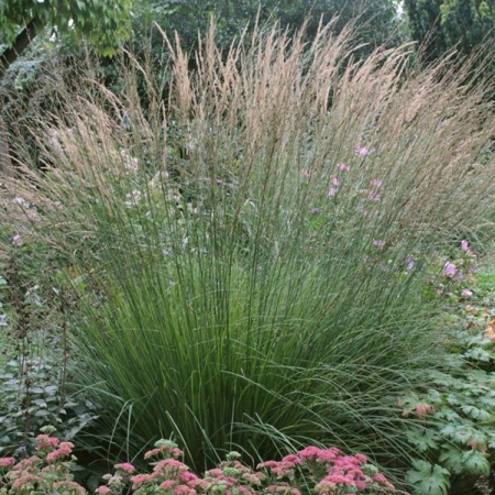 Молиния голубая