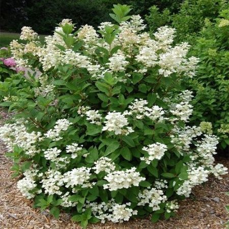 Гортензия метельчатая "Early Harry" (Эрли Гарри)