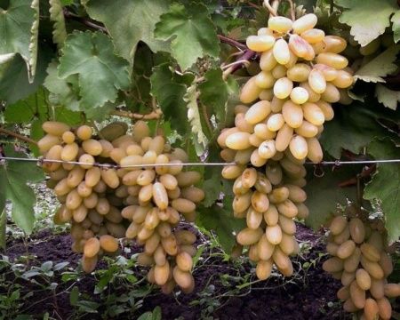 Виноград Тимур