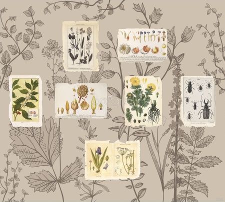 Из ботанической енциклопедии Art.30232