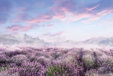 Фреска Лавандовое поле Art.34264