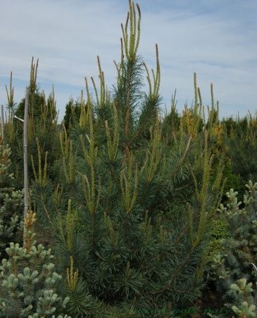 Сосна гибкая "Глаука" 30-40 (Гз)