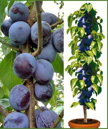 Слива колоновидная Блю Свит