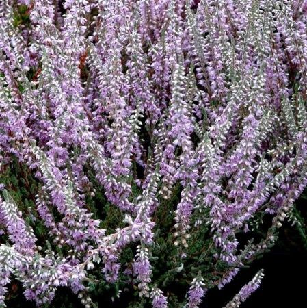 Вереск обыкновенный 'Silver Knight' (С3, 010-020)