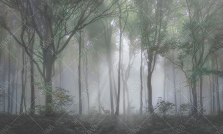 Фреска ALBA Natura арт. 800170