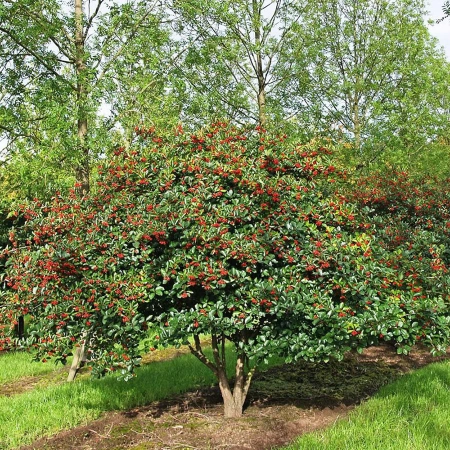 боярышник мягковатый Боярышник мягковатый