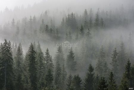 Мистический лес Art.34591