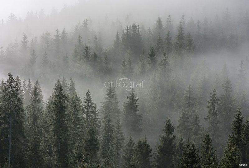 Мистический лес Art.34591