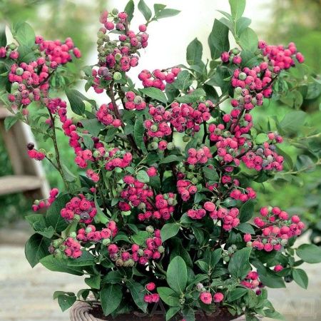 голубика розовая пинк лимонад Голубика розовая Пинк лимонад