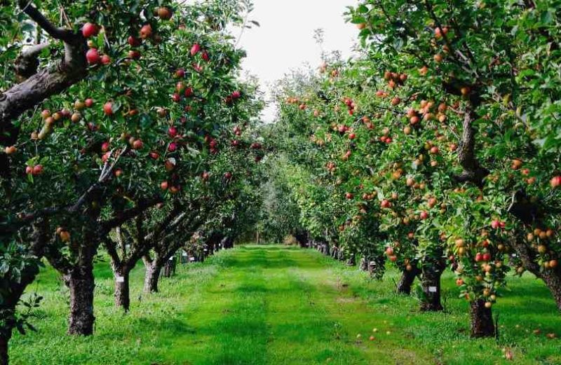 груша банкетная Груша Банкетная