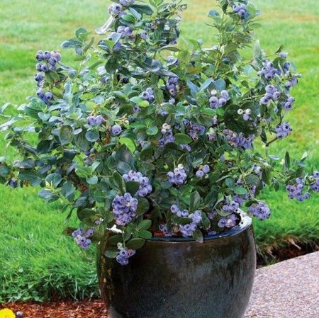 голубика блюкроп Голубика Блюкроп