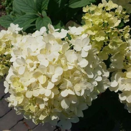 Гортензия метельчатая "Little Alf" (Литл Альф)