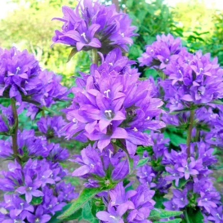 Колокольчик скученный (С1.5)