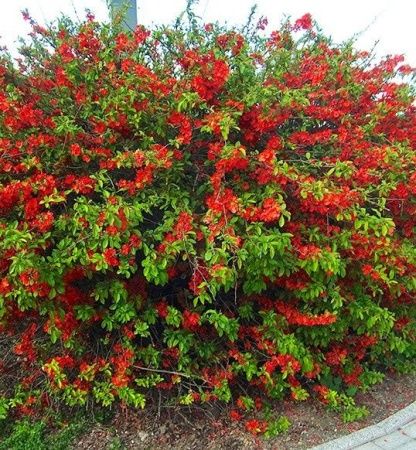 Айва великолепная "Crimson and Gold"