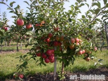 Яблоня Мельба