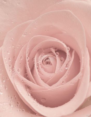 Фреска Роза с каплями росы Art.30027