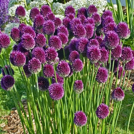 Лук круглоголовый