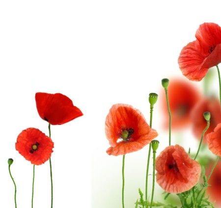 Фреска Маки | Арт. u_072