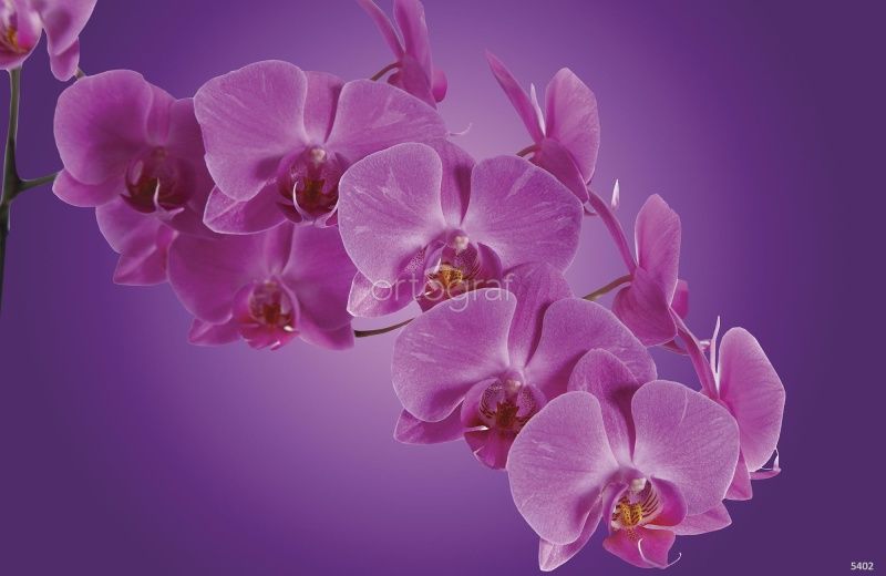 Фреска Орхидея Art.5402
