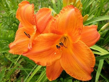 Лилейник 'Mauna Loa' (С2-С3)