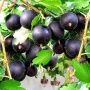 Крыжовник Черный русский