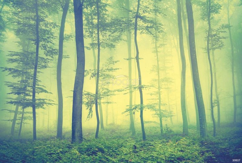 Загадочный лес Art.30837