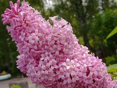 Сирень венгерская (С20, 080-100)