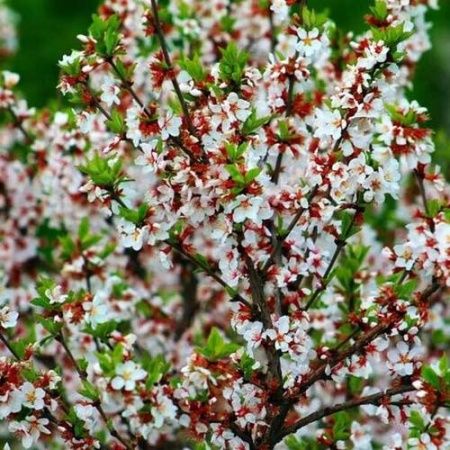 Вишня Красавица