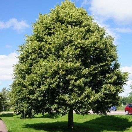 Липа мелколистная