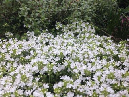 Тимьян ползучий 'Albiflorus' (С1.5)