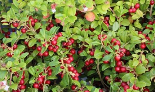 Брусника Линнея