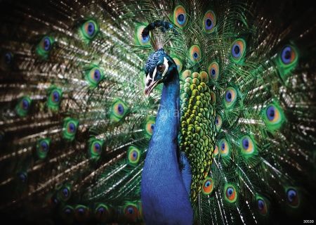 Павлин Art.30530