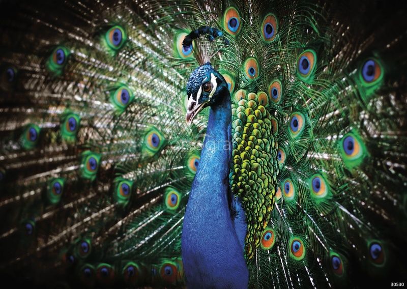 Павлин Art.30530