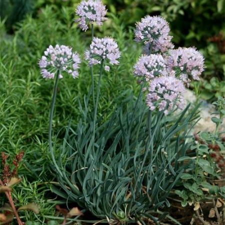 Лук стареющий . . . . . С2. . .