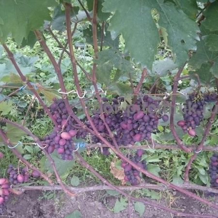 Виноград Алый-2