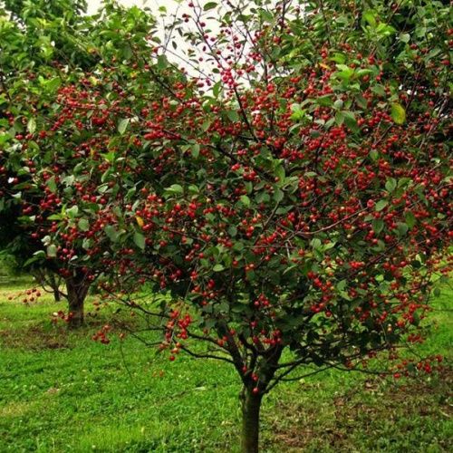 Вишня Владимирская