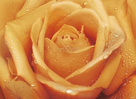 Фреска Оранжевая роза Art.30415