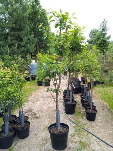 Черешня Ипуть