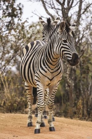 Зебры Art.30028