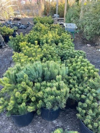 Сосна горная 60-80см