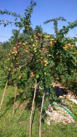 алыча злато скифов Алыча Злато Скифов