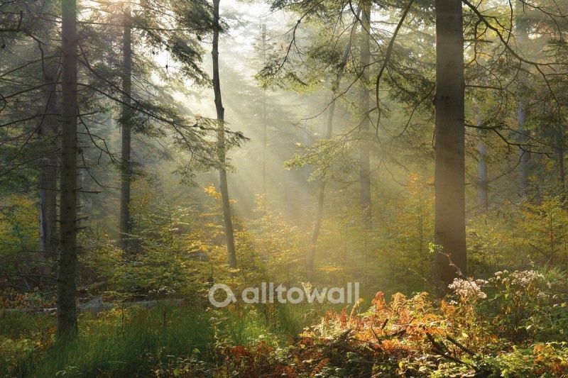 Солнечный лес