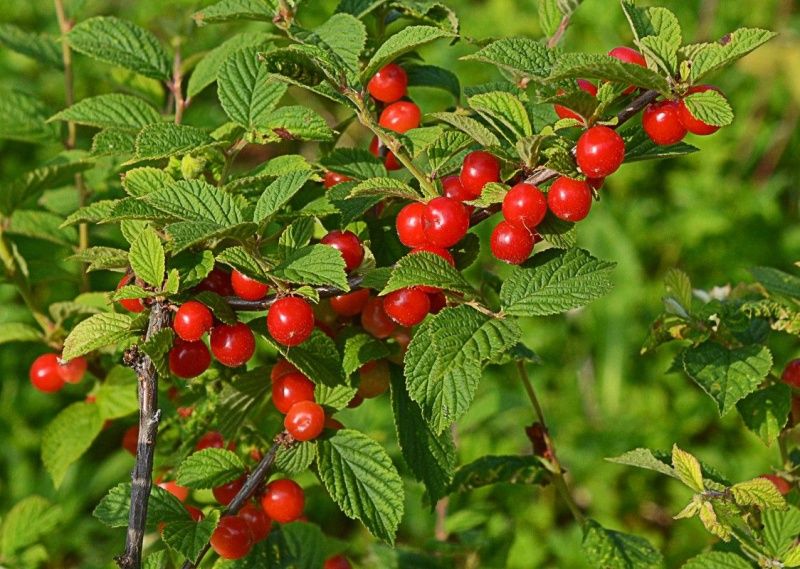 вишня натали Вишня Натали