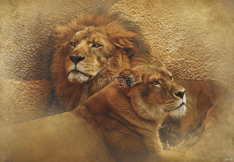 Фреска Лев и львицы Art.10573